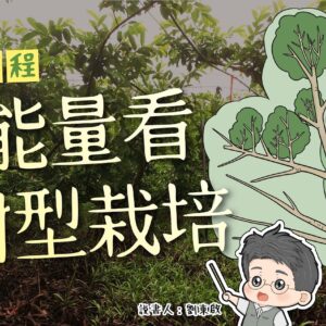 【實況課程】#2- 從能量角度看樹形修剪栽培-”線上課程”- 樹學堂實況 (請勿購買)