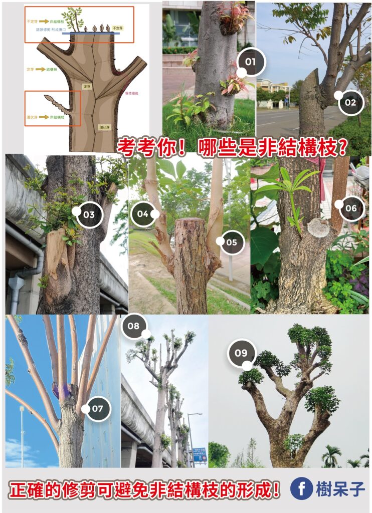 考考你!哪些是非結構枝? – 樹呆子